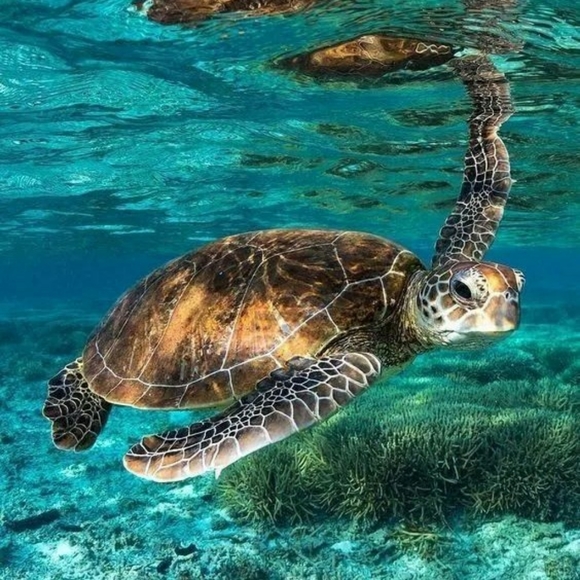 Blues Howlite Turtle Beads Hoop Earings - Picture 3 of 6